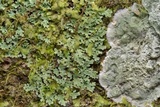 Cryptothecia striata image