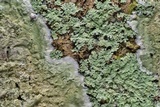 Cryptothecia striata image