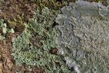 Cryptothecia striata image