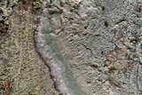 Cryptothecia striata image