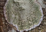 Cryptothecia striata image