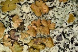 Hypotrachyna livida image