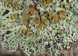 Hypotrachyna livida image