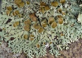 Hypotrachyna livida image