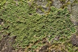 Phyllopsora parvifolia var. parvifolia image