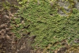 Phyllopsora parvifolia var. parvifolia image