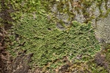 Phyllopsora parvifolia var. parvifolia image