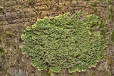 Phyllopsora parvifolia var. parvifolia image