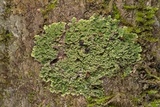 Phyllopsora parvifolia var. parvifolia image