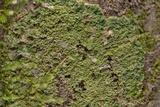 Phyllopsora parvifolia var. parvifolia image