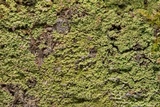 Phyllopsora parvifolia var. parvifolia image