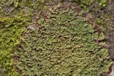 Phyllopsora parvifolia var. parvifolia image