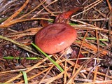 Lactarius rufus image