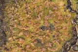 Trypethelium virens image