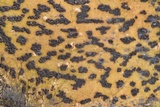 Pyrenula anomala image