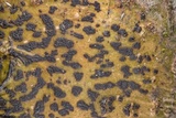 Pyrenula anomala image