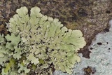 Canoparmelia caroliniana image