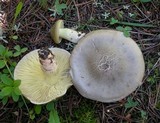 Tricholoma saponaceum image