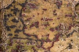 Pyrenula cruenta image