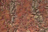 Pyrenula cruenta image