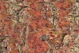 Pyrenula cruenta image