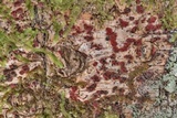 Pyrenula cruenta image