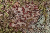Pyrenula cruenta image