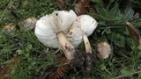Rhodocollybia butyracea image