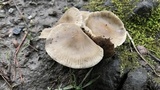 Mycena galericulata image