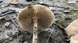 Mycena galericulata image