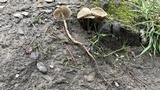 Mycena galericulata image