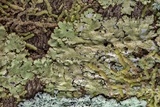 Canoparmelia caroliniana image