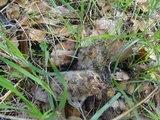 Phycomyces blakesleeanus image