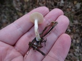 Clitocybe fragrans image