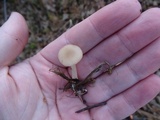 Clitocybe fragrans image