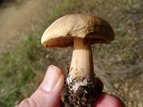 Melanoleuca cognata image