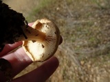 Melanoleuca cognata image