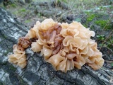 Phaeotremella frondosa image