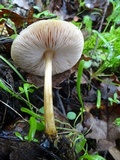 Pluteus leoninus image