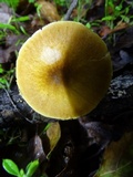 Pluteus leoninus image