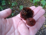 Tubaria punicea image