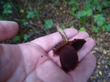 Tubaria punicea image