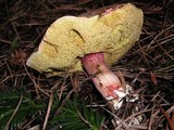 Boletus zelleri image