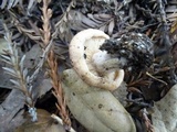 Lactarius subvillosus image