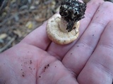 Lactarius subvillosus image
