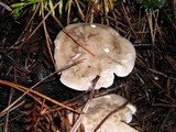 Clitopilus prunulus image