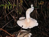 Clitopilus prunulus image