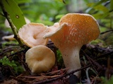 Hydnum oregonense image