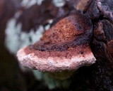 Rhodofomes cajanderi image