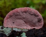 Rhodofomes cajanderi image